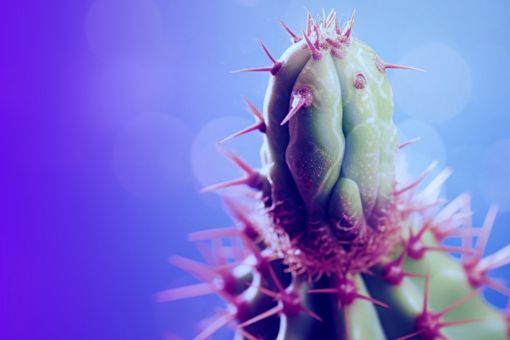 Cactus Plant