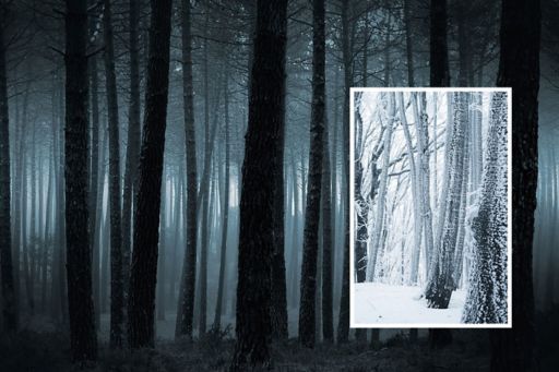 Snowy forest