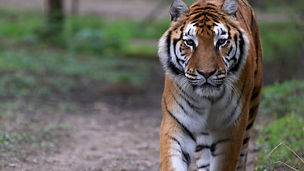 Tiger in walking in forest
